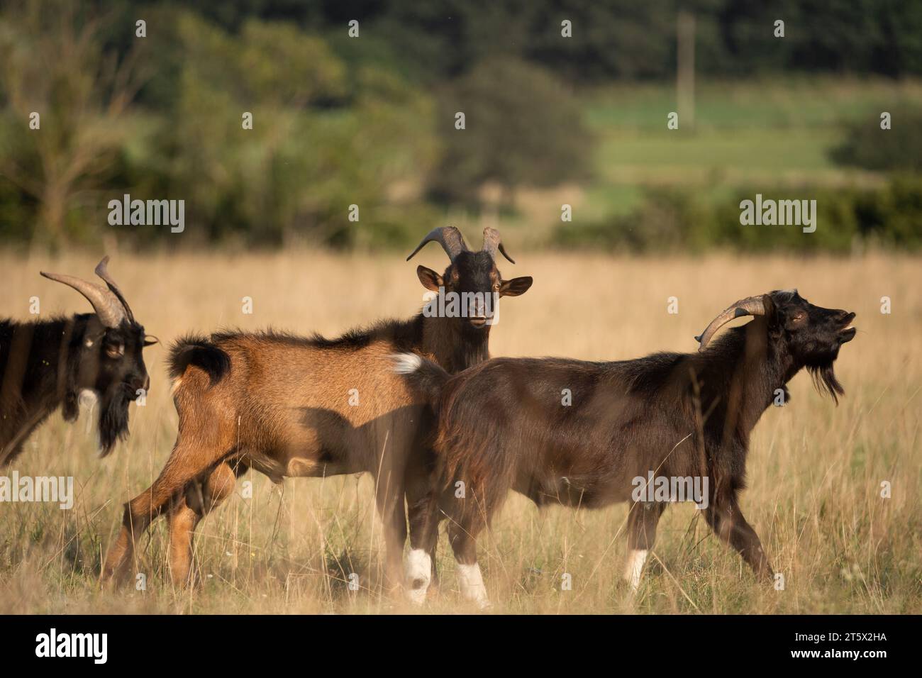 Herd of Hungarian goat breeds (capra aegagrus hircus) in the pasture at sunset. Stock Photo