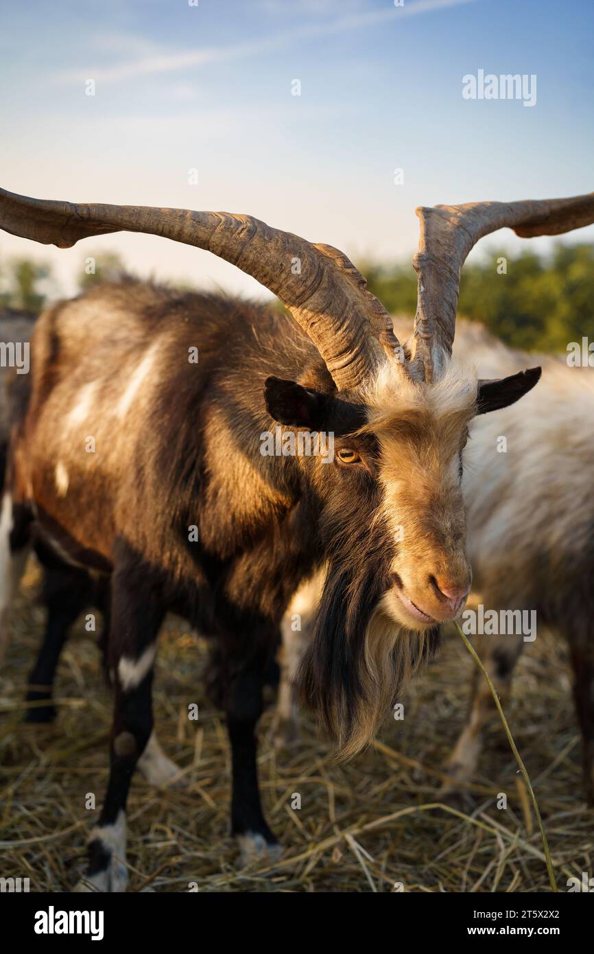 Close up of a Hungarian goat breed (capra aegagrus hircus) is eating at sunset. Stock Photo