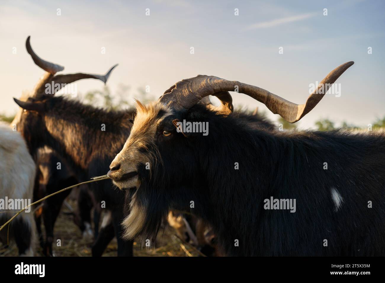 Hungarian goat breed (capra aegagrus hircus) is eating a long straw stem at sunset. Stock Photo