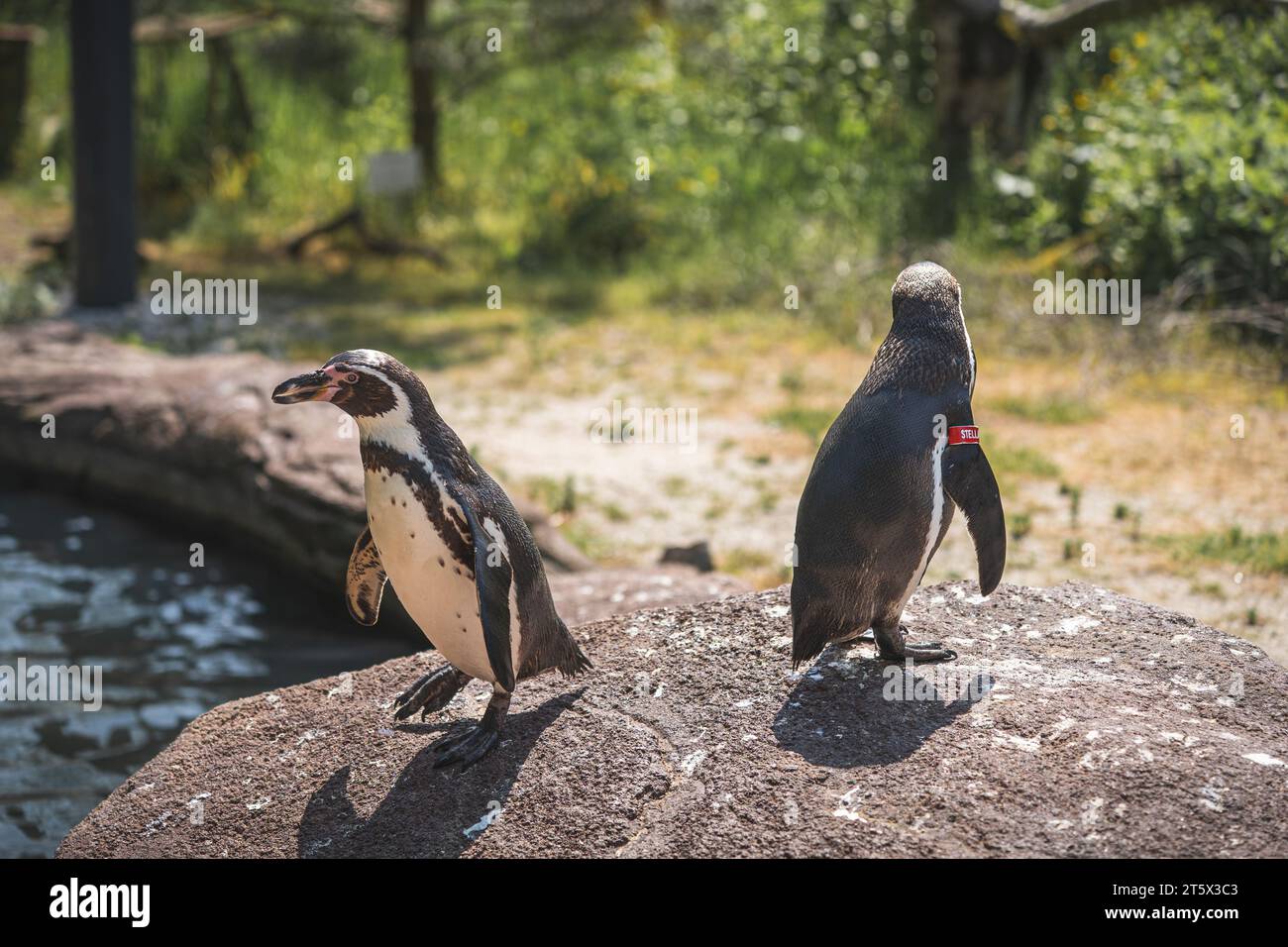 Zwei Humboldtpinguine aus dem Amerika-Tierpark in Limbach-Oberfrohna.  25.05.2023 Stock Photo