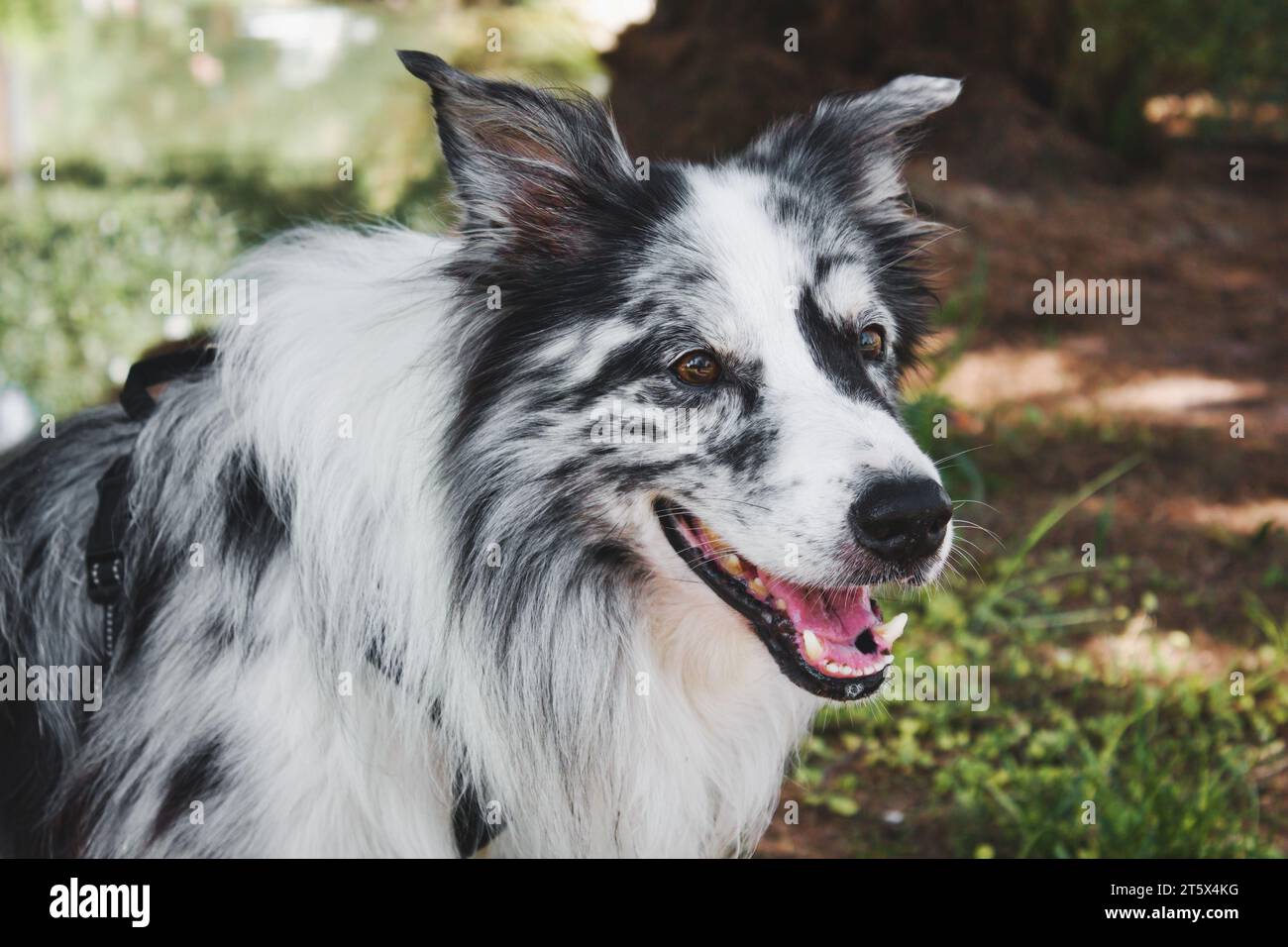 Close-up headshot portrait of a single spotted border collie dog sitting on the grass in a public park Stock Photo