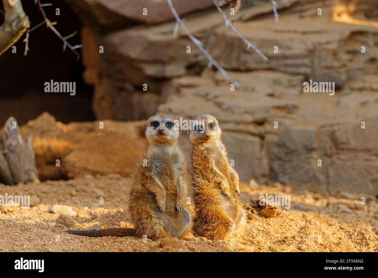 Suricata suricatta (family: Herpestidae). Common names: meerkat ...