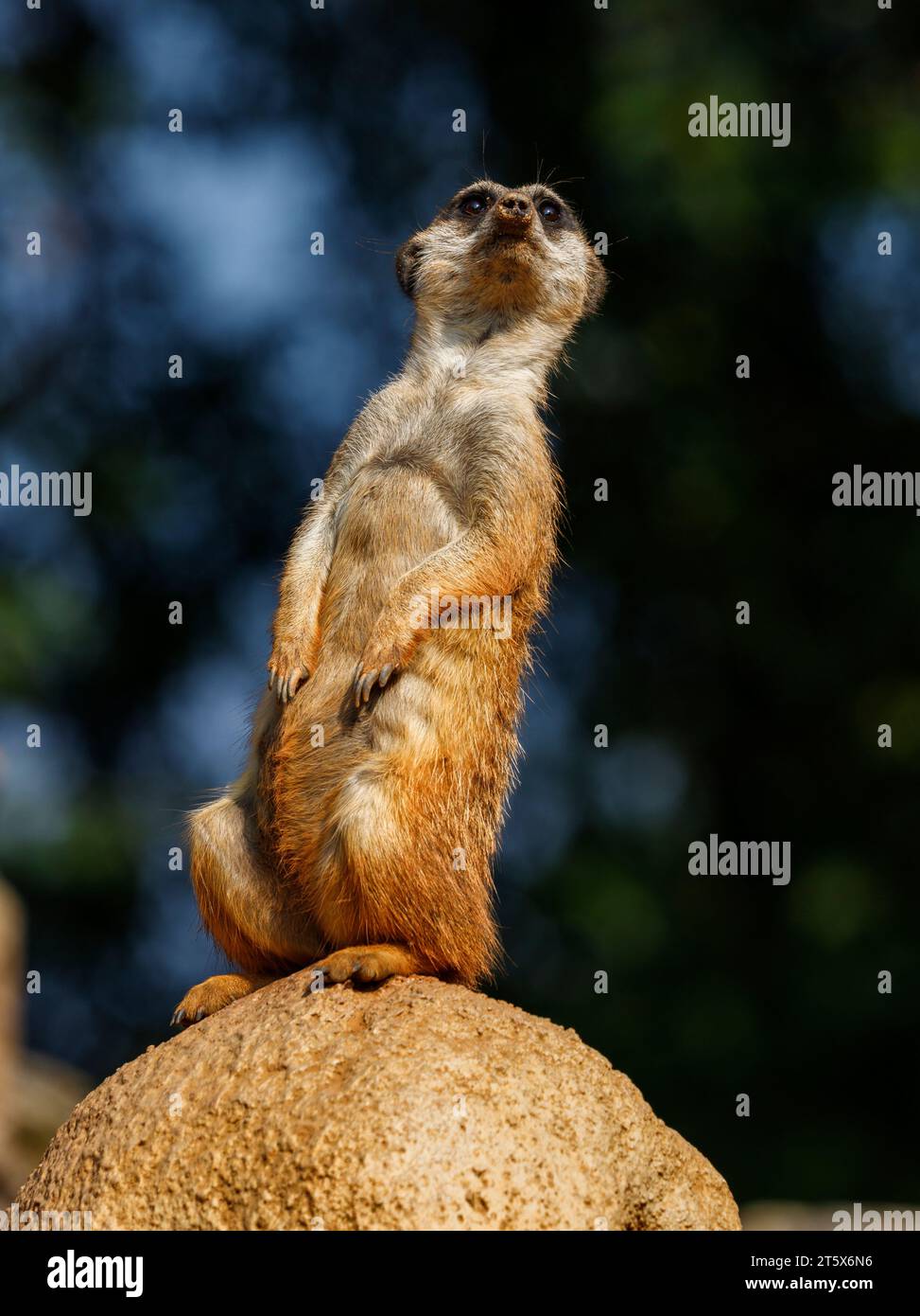 Suricata suricatta (family: Herpestidae). Common names: meerkat ...