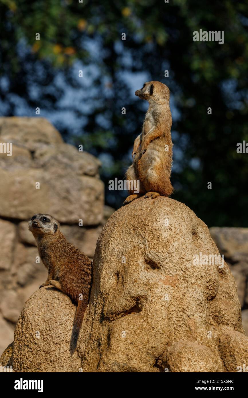 Suricata suricatta (family: Herpestidae). Common names: meerkat ...