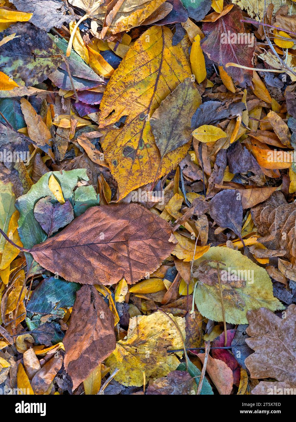 Autumn fall foliage in forest Stock Photo - Alamy