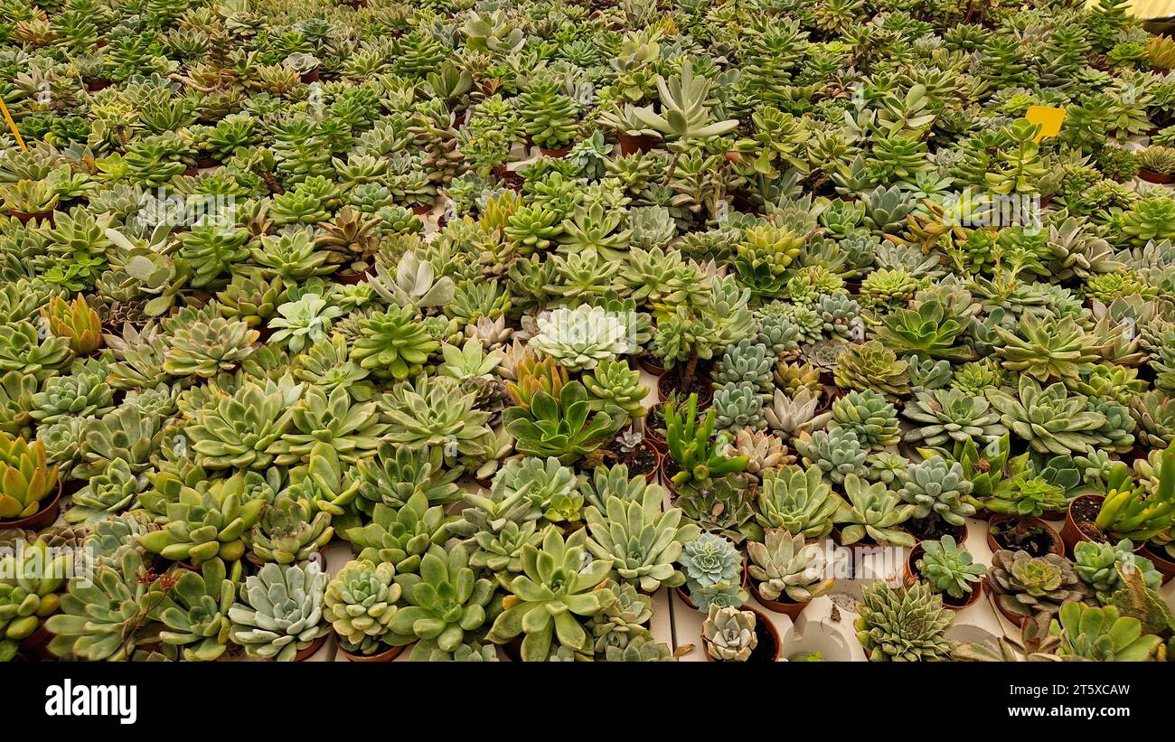 A variety of green succulent plants collection filling the frame. Top view background Stock Photo