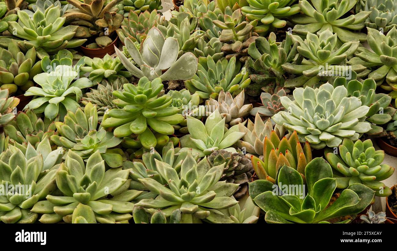 Green succulent plants collection filling the frame. Top view background Stock Photo