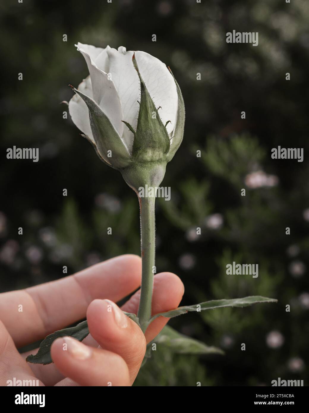 Woman's hand picking a white rose bud in garden. Focus on foreground with blurred green leaves and flowers in the background. Moody tones Stock Photo