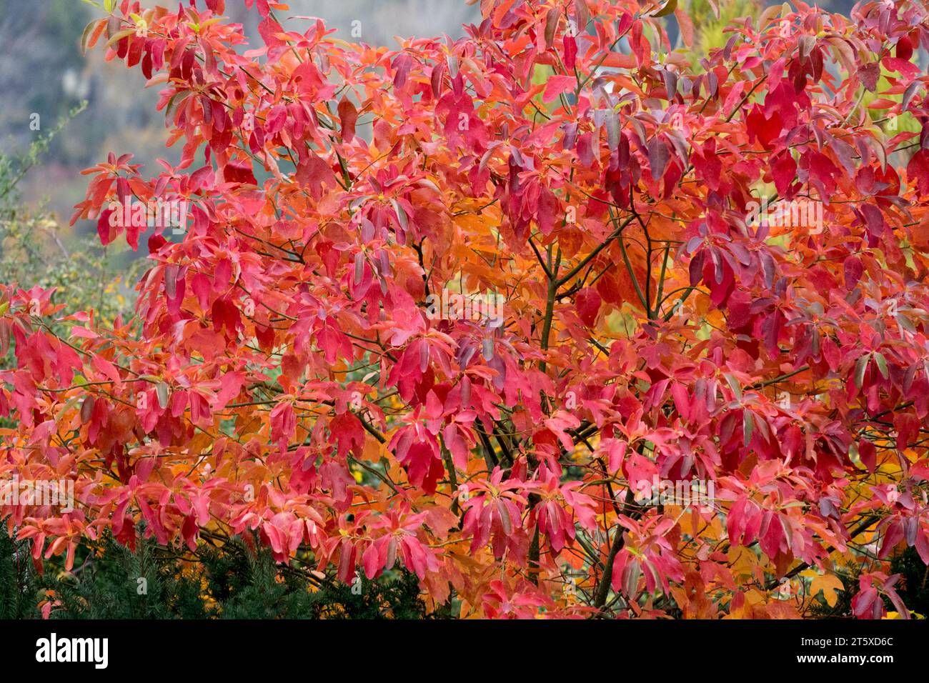 Sassafras, Tree, Sassafras albidum, Autumn Stock Photo