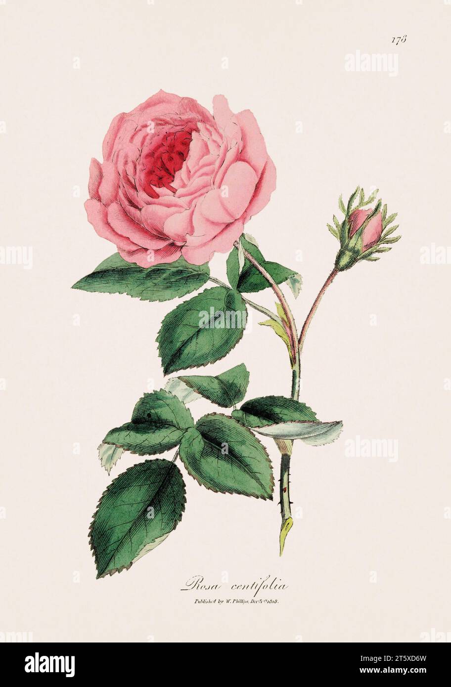 Cabbage Rose. Botanical Illustration: Antique Medical Botanical Artwork from a 19th-century Botany Book Plate. Stock Photo