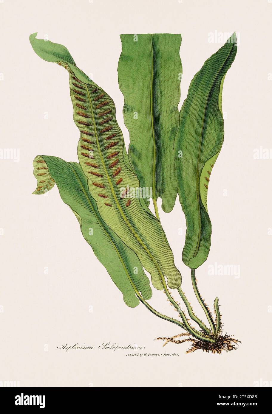 Hart's-tongue fern. Botanical Illustration: Antique Medical Botanical Artwork from a 19th-century Botany Book Plate. Stock Photo