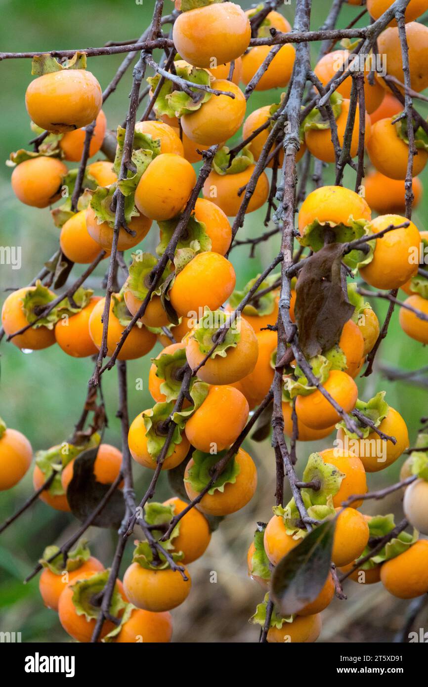 Diospyros, ripening, fruits, on, branches, tree, Persimmon, Diospyros virginiana, Date Plum, autumn, American Persimmon Stock Photo