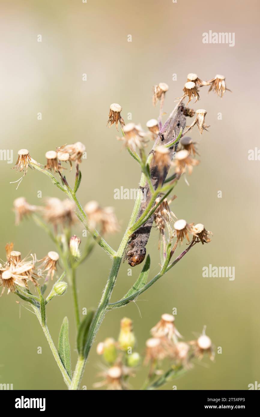vertical macro-photograph of a plant in the sun with a dried-up caterpillar dead. pastel tones. Stock Photo