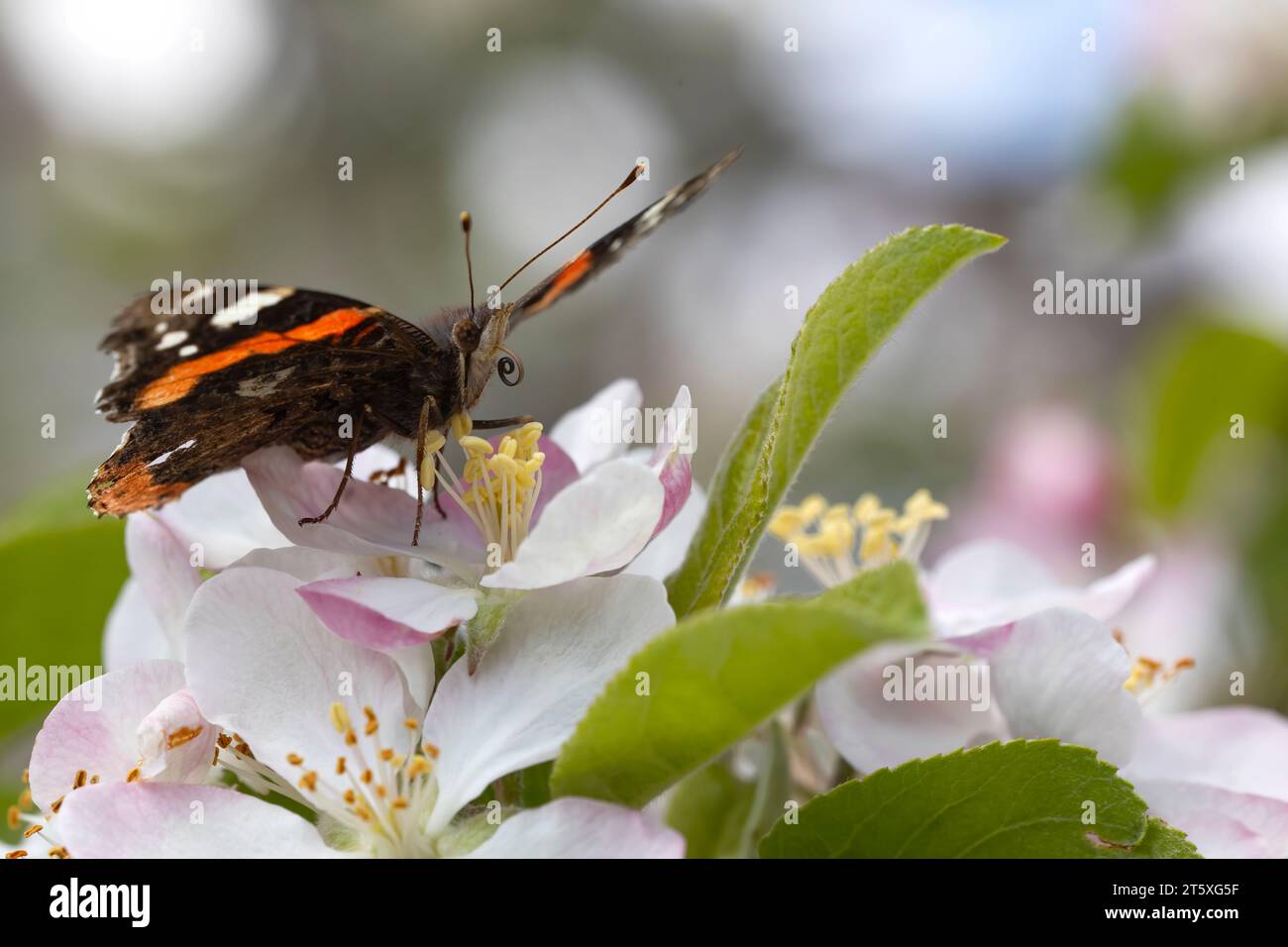 Insecto nectar hi-res stock photography and images - Alamy