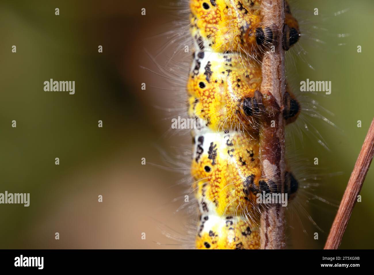 macro detail of the feet of a yellow hairy caterpillar crawling on a twig.. horizontal and copy space Stock Photo