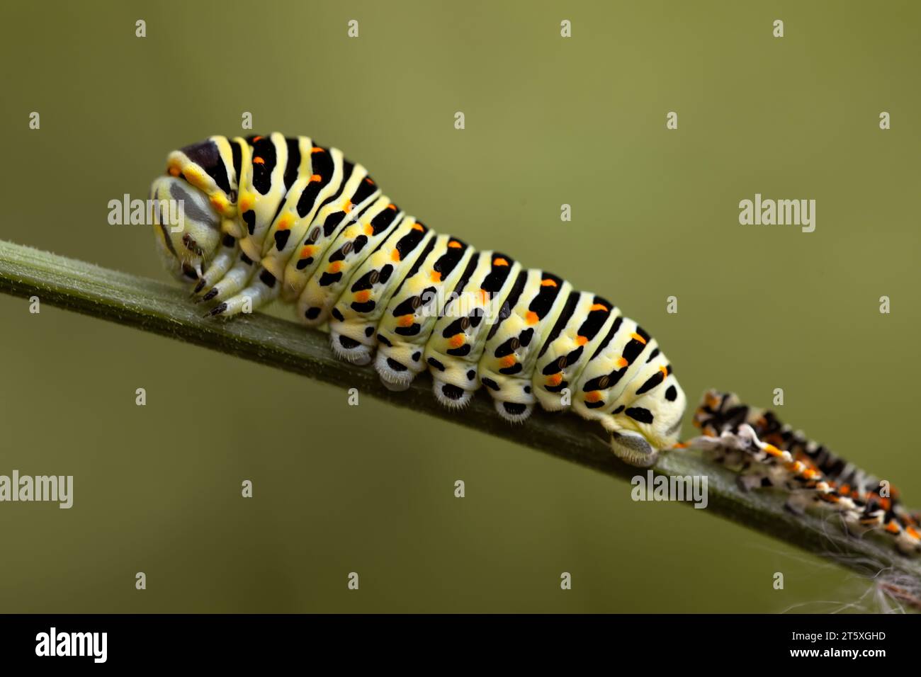 papilio machaon caterpillar perched on a twig for the chrysalis phase, with a deceased companion behind. horizontal and copy space. green background. Stock Photo