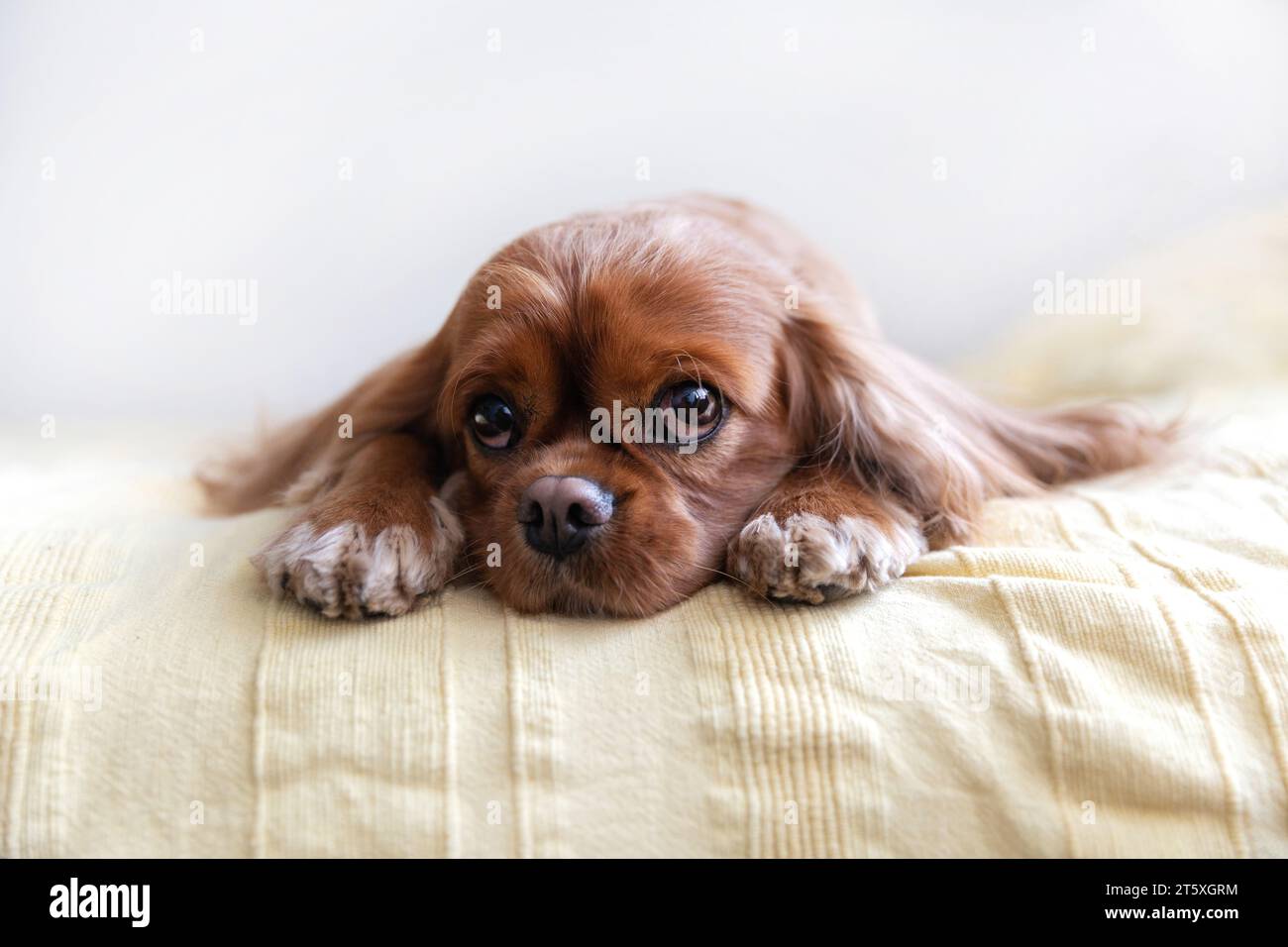 Cute dog, cavalier spaniel resting on yellow blanket Stock Photo