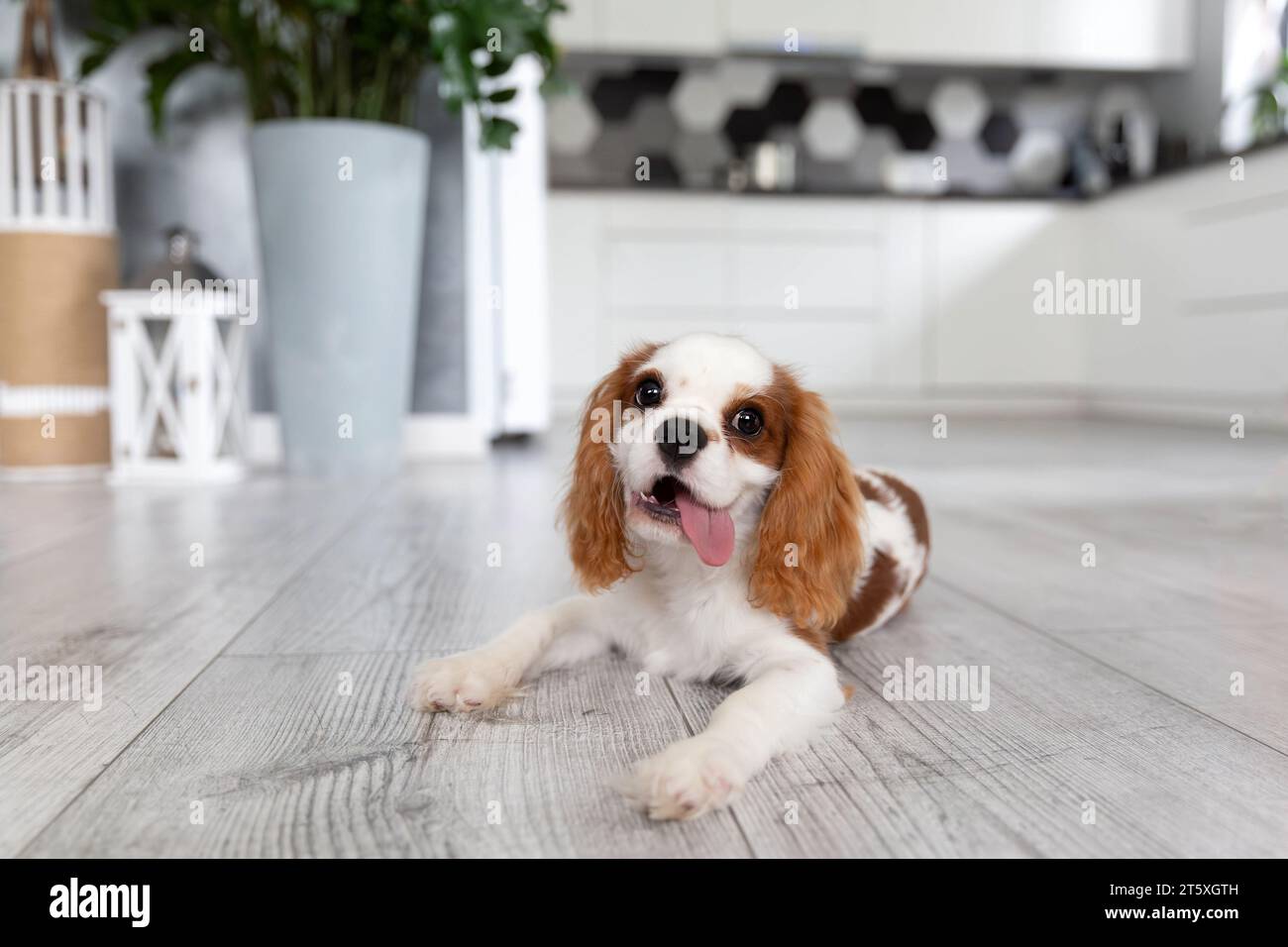 Happy puppy of cavalier spaniel lying on the kitchen floor Stock Photo