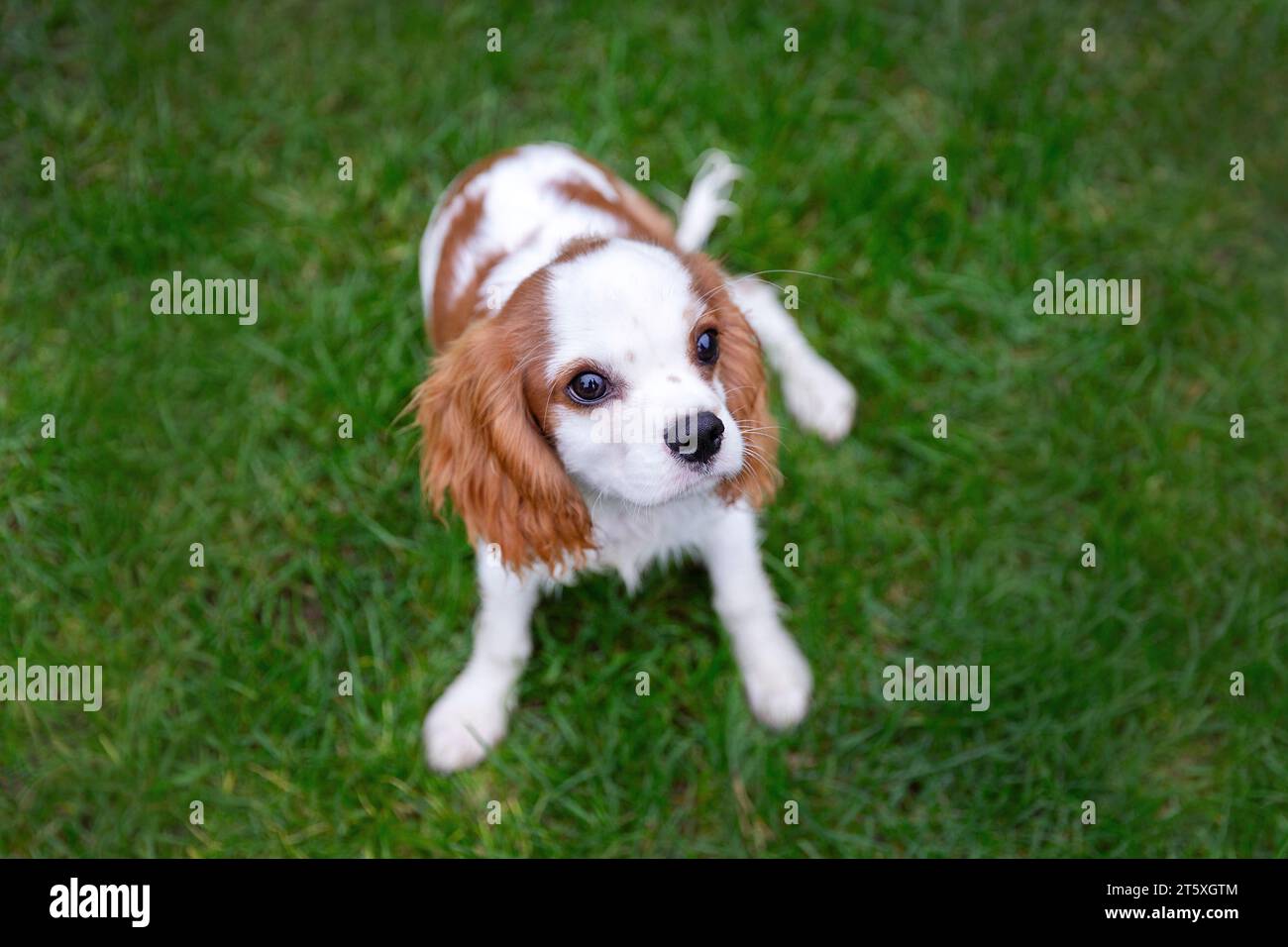 Portrait of small cute puppy, cavalier spaniel Stock Photo