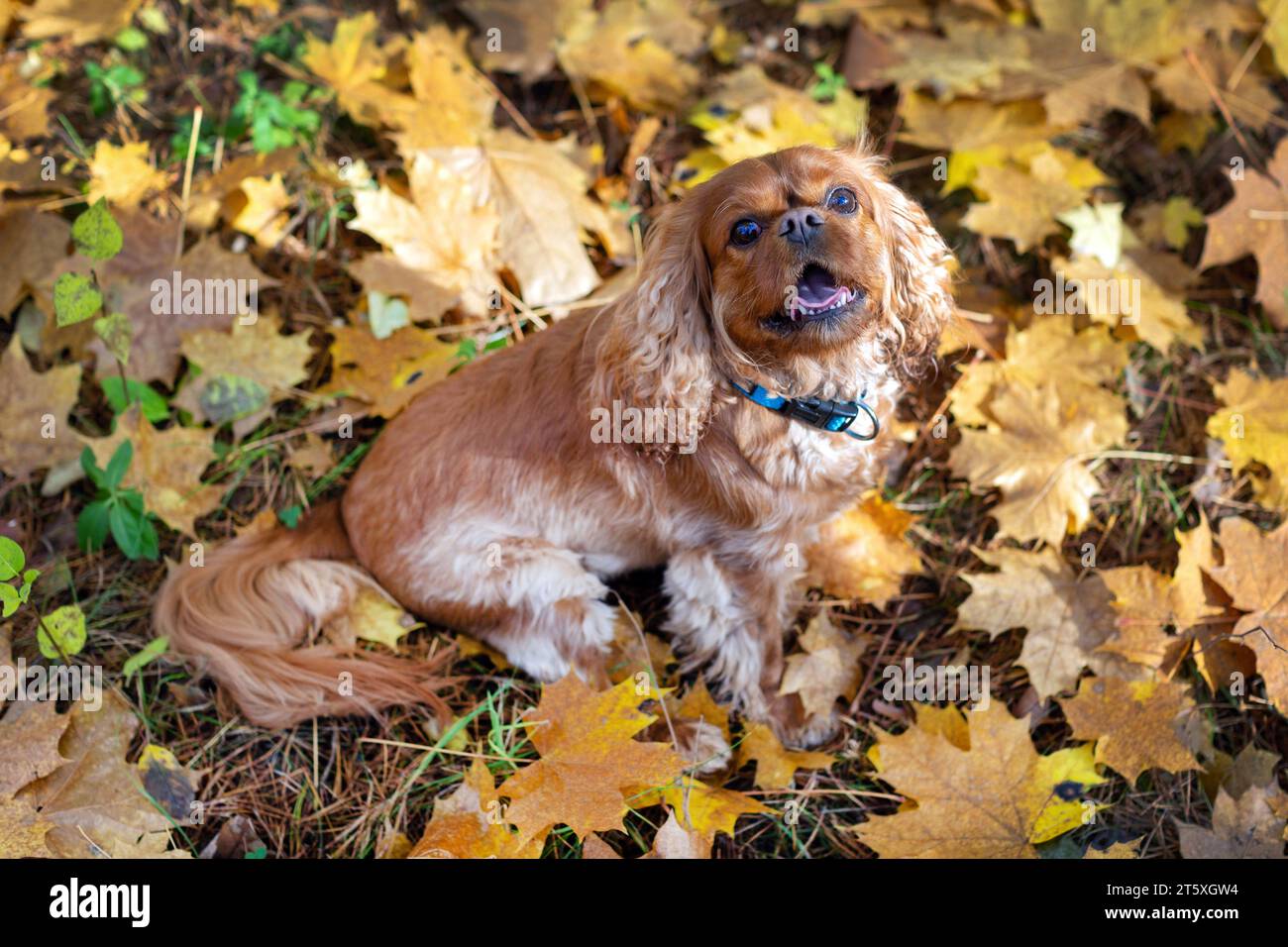 Happy dog in autumn leaves during walk in the forest Stock Photo