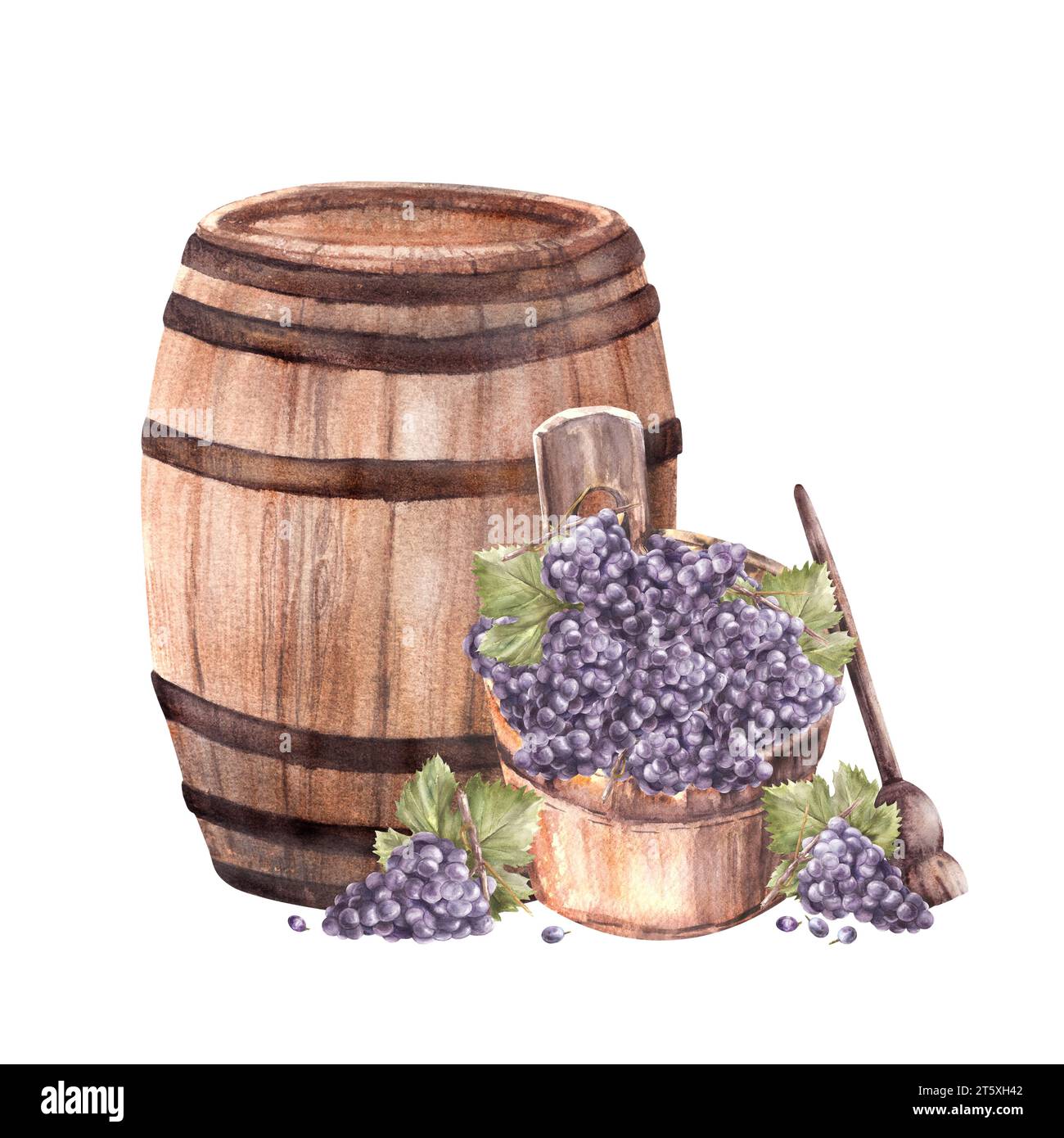 Wine barrel and winemaking harvest, wooden basket, crusher, bunches of