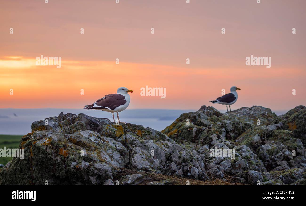 Herring Gull (Larus argentatus) standing on a rock at sunset on Skomer Island on the Pembrokeshire coast near Marloes, west Wales, famous for wildlife Stock Photo