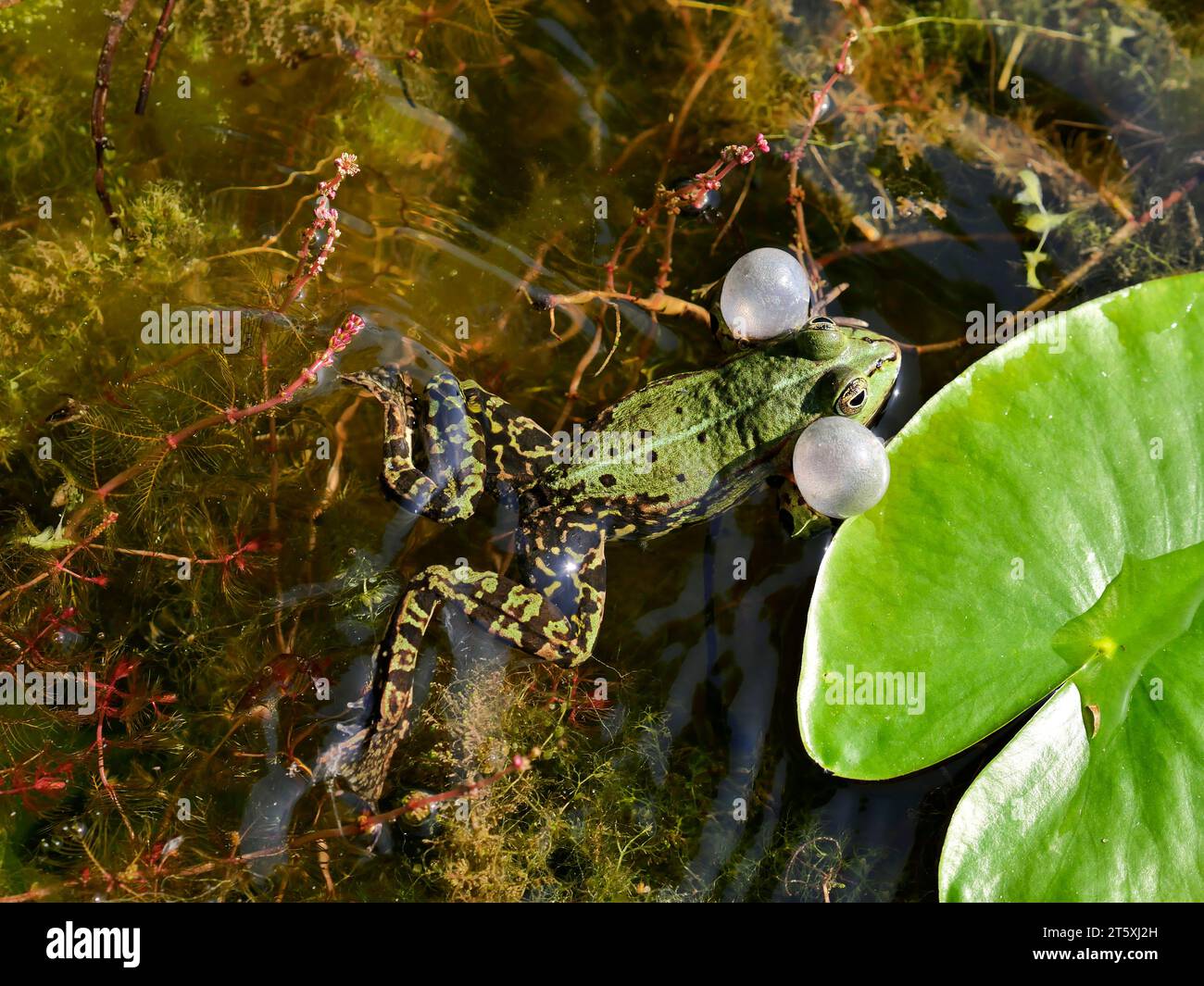 European green frog (edible frog, common water frog Pelophylax esculentus) croaking and swimming in a pond Stock Photo