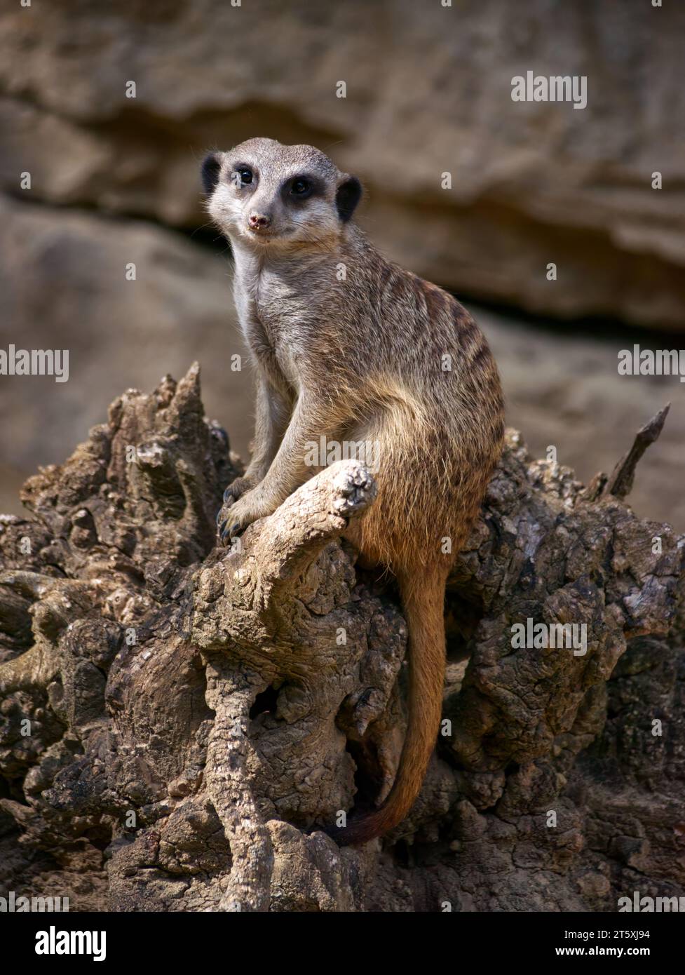 Meerkat in lookout position sitting on a tree root Stock Photo