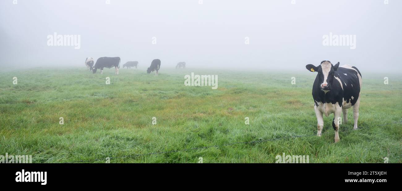 black and white spotted cows in dutch meadow during morning fog Stock ...