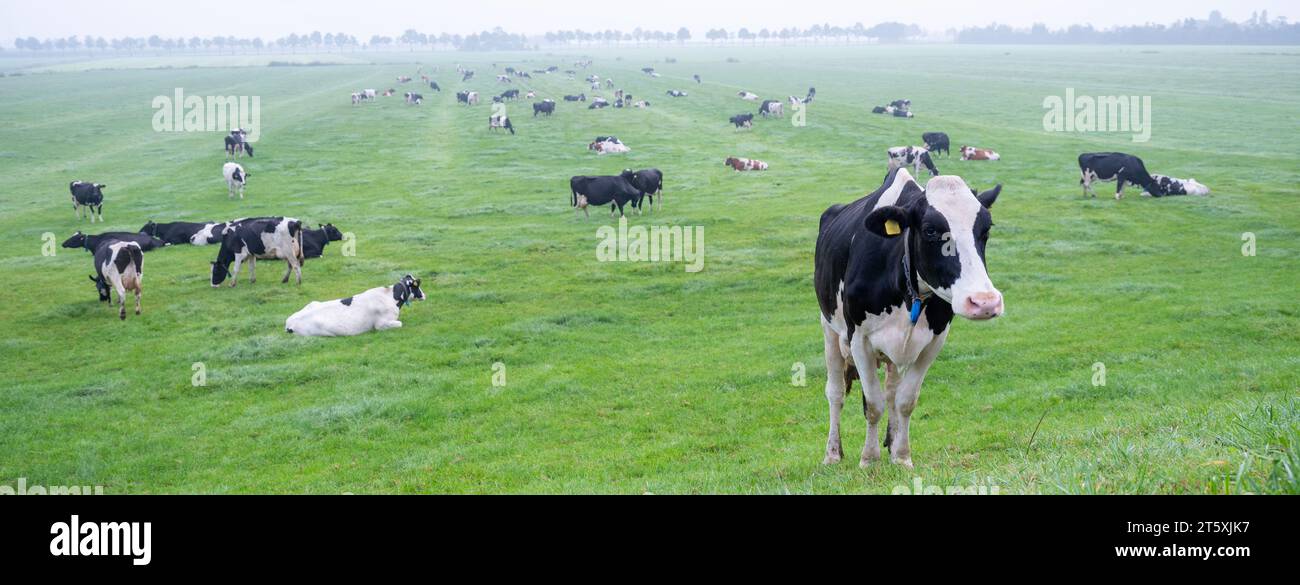 black and white spotted cows in dutch meadow during morning fog Stock ...