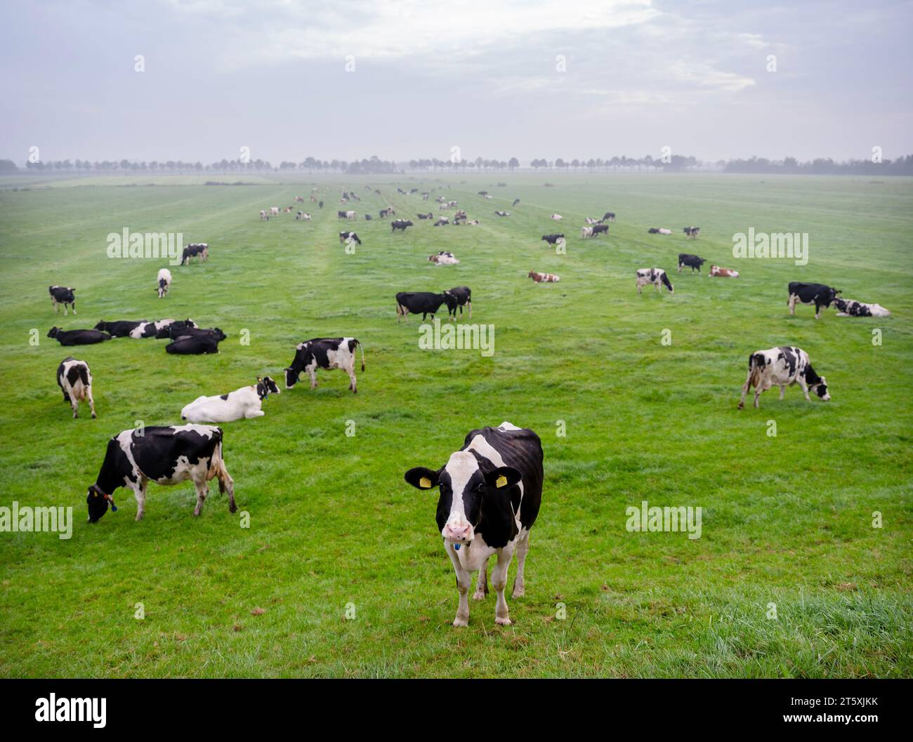 black and white spotted cows in dutch meadow during morning fog Stock ...
