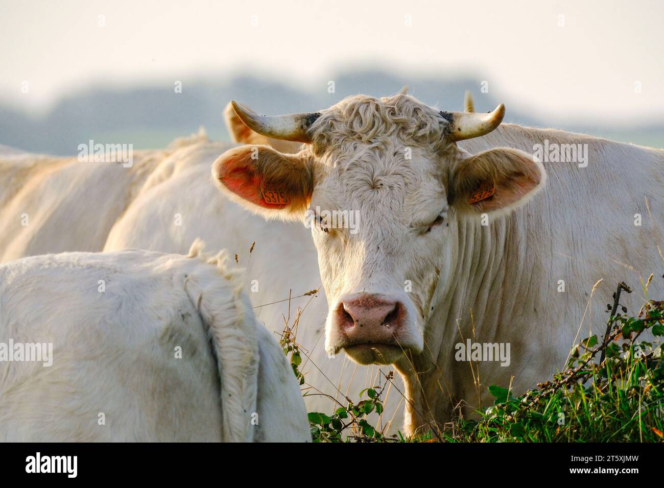 Frankreich, La Hague, 06.09.2023: Kühe auf einer Weide am Morgen am Cap de la Hague auf der Halbinsel Cotentin an der franzoesischen Kanalkueste im De Stock Photo