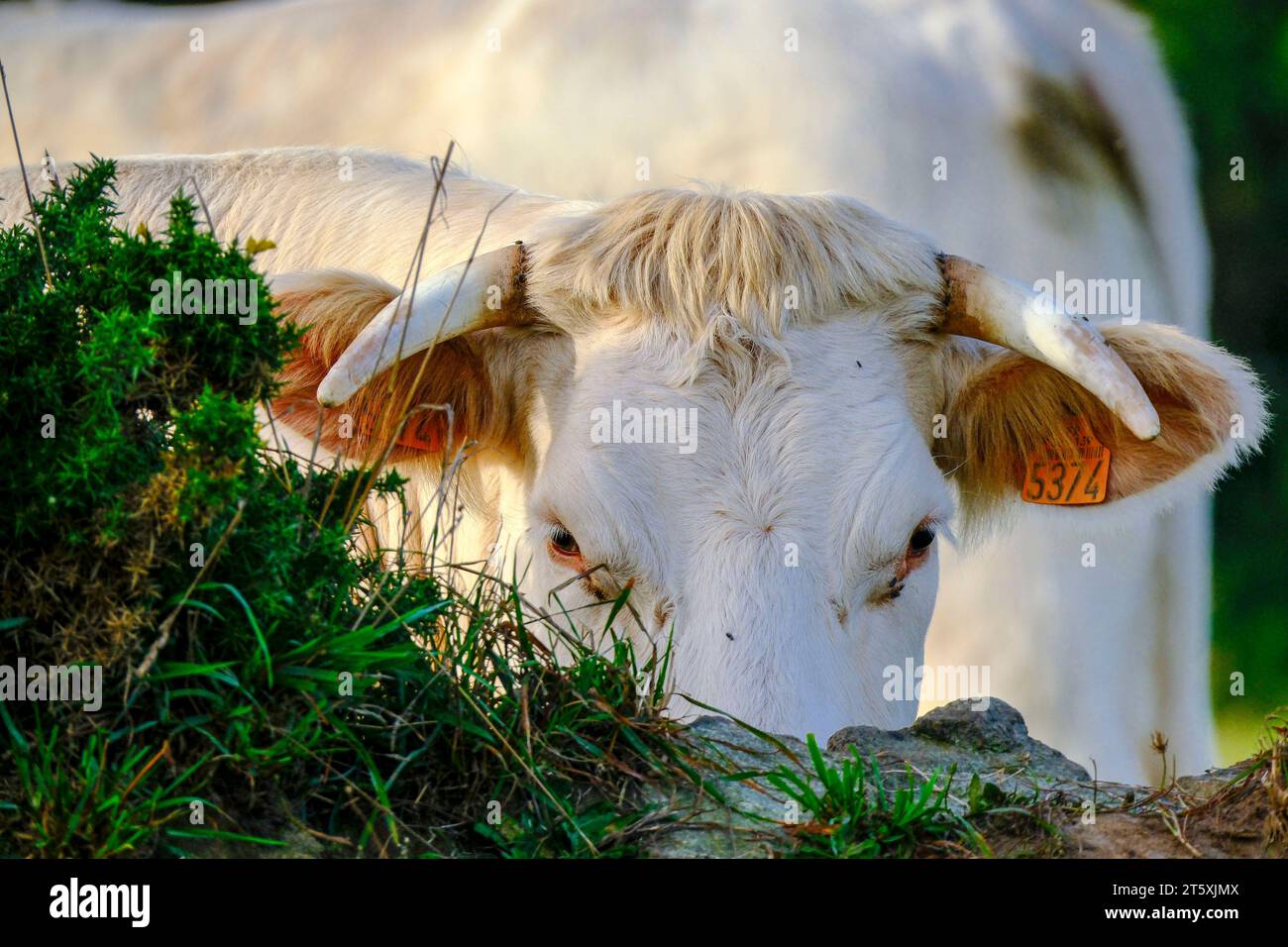 Frankreich, La Hague, 06.09.2023: Kuh auf einer Weide am Morgen am Cap de la Hague auf der Halbinsel Cotentin an der franzoesischen Kanalkueste im Dep Stock Photo