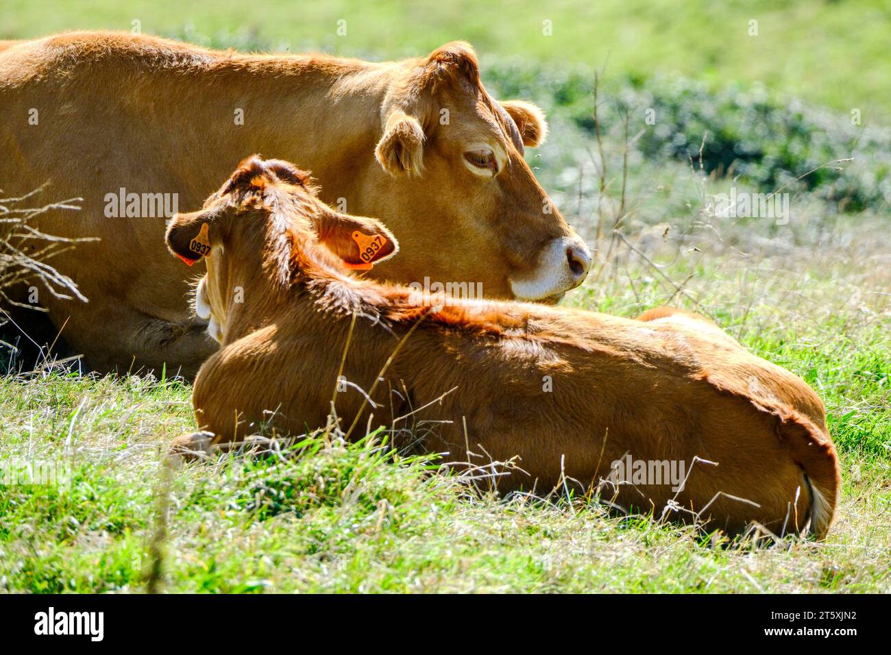 Frankreich, La Hague, 04.09.2023: Kühe auf einer Weide am Morgen am Cap de la Hague auf der Halbinsel Cotentin an der franzoesischen Kanalkueste im De Stock Photo