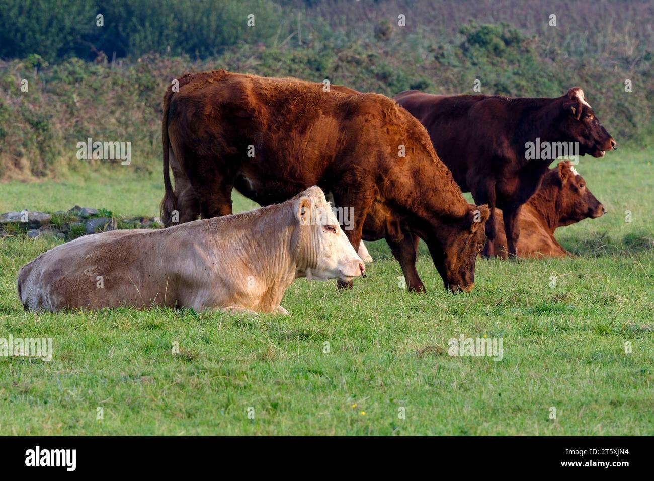 Frankreich, La Hague, 04.09.2023: Kühe auf einer Weide am Morgen am Cap de la Hague auf der Halbinsel Cotentin an der franzoesischen Kanalkueste im De Stock Photo