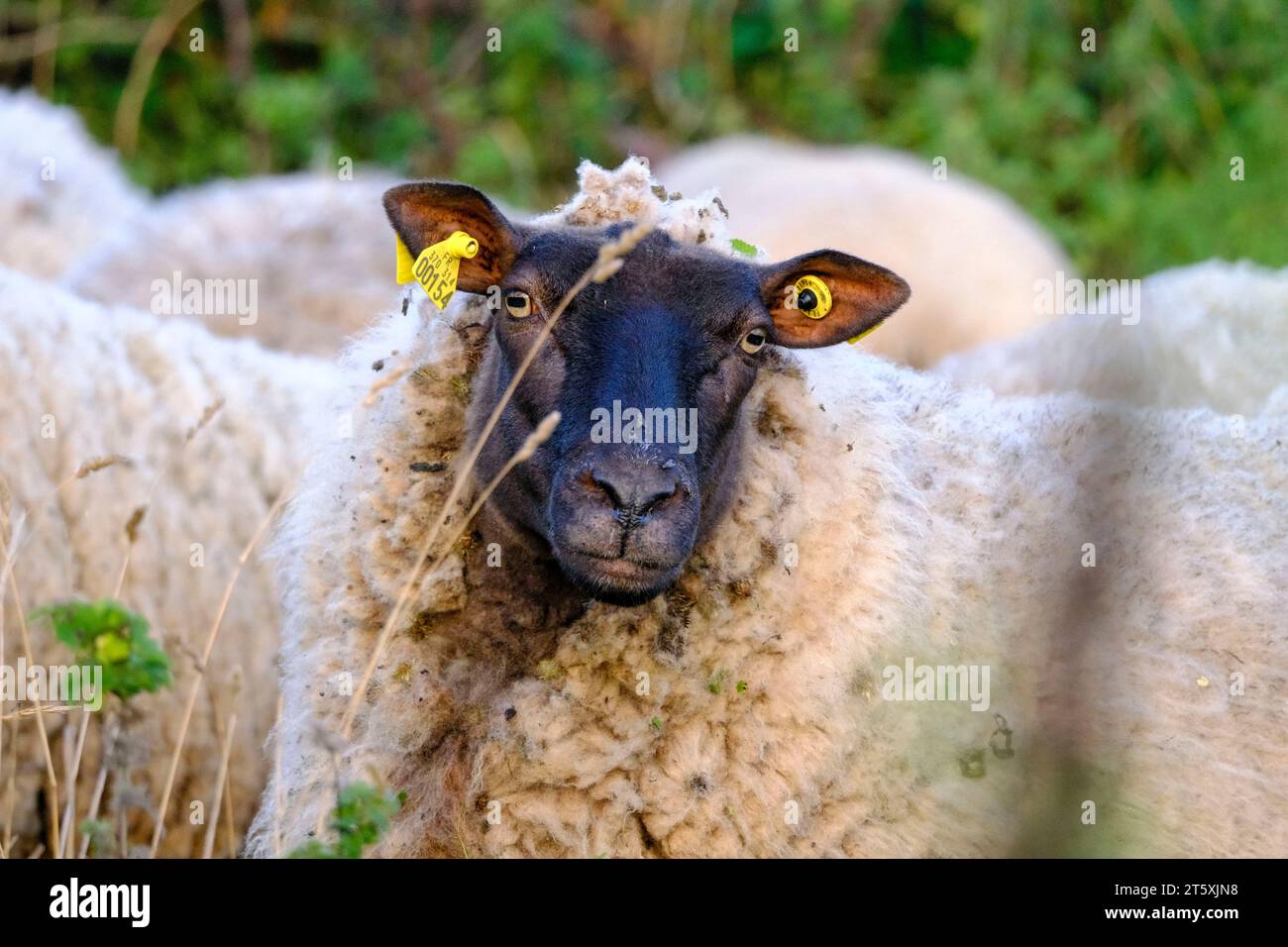 Frankreich, La Hague, 06.09.2023: Schaf auf einer Weide am Morgen am Cap de la Hague auf der Halbinsel Cotentin an der franzoesischen Kanalkueste im D Stock Photo