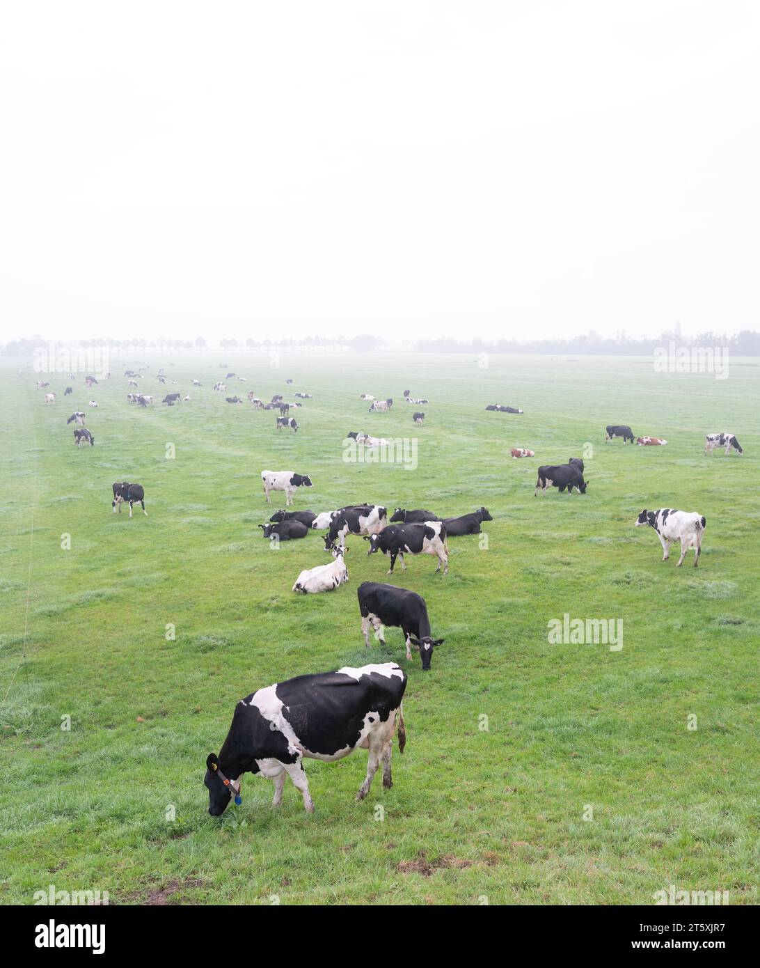 black and white spotted cows in dutch meadow during morning fog Stock ...