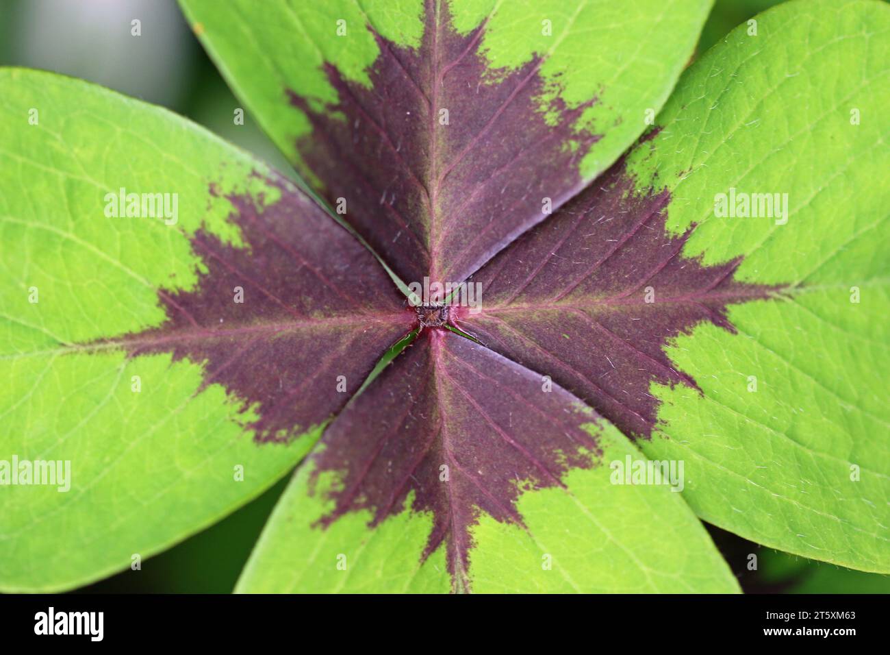 Variegated green and dark purple four leaf lucky clover, Oxalis tetraphylla, leaf in close up with a background of blurred leaves. Stock Photo