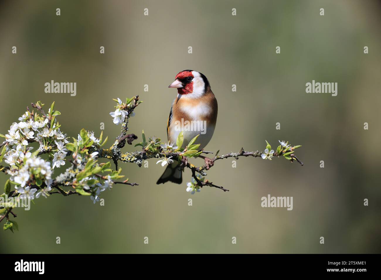 Goldfinch, European, on a Blackthorn branch in spring. Stock Photo