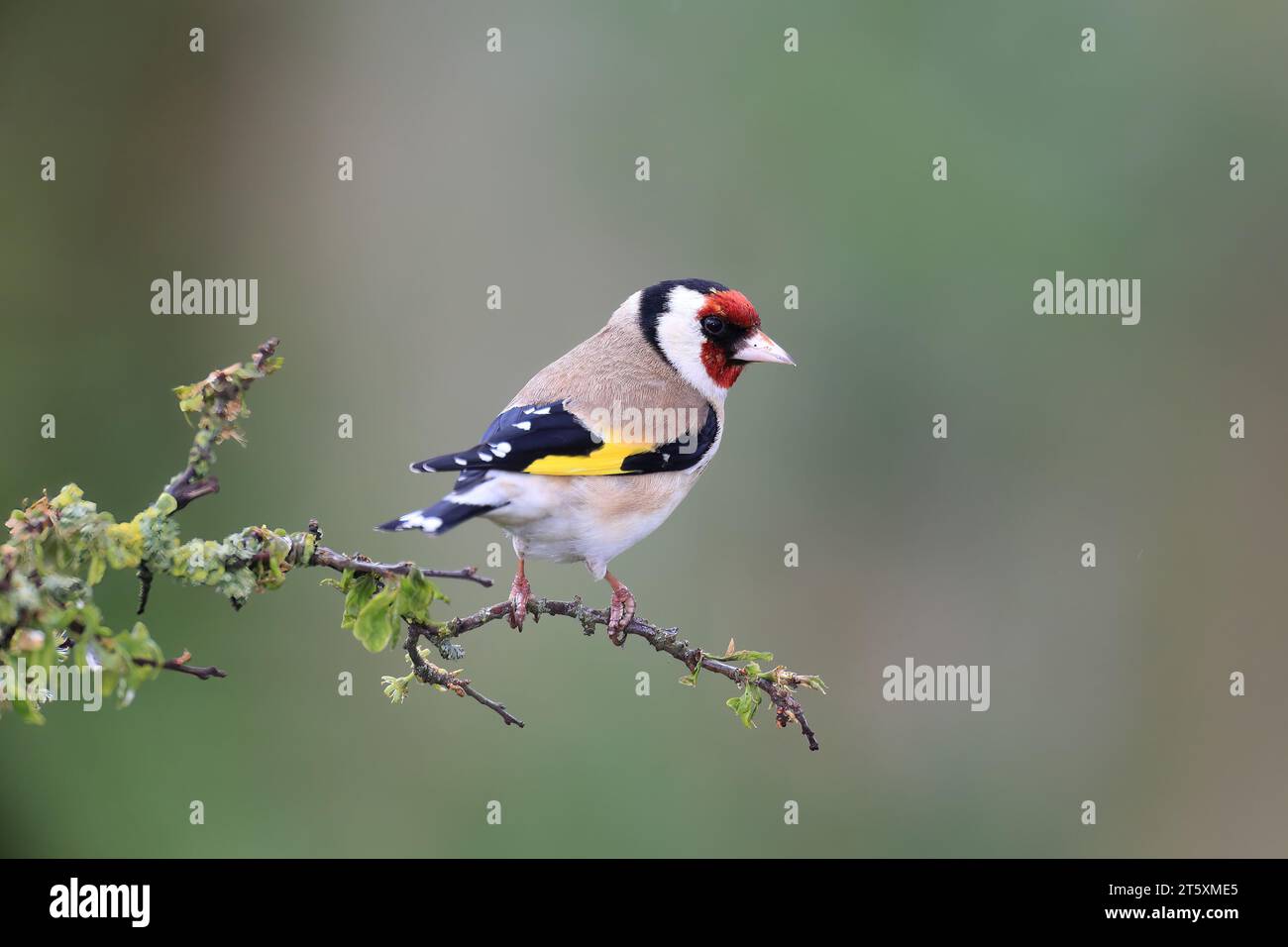 Goldfinch, European, on a Blackthorn branch in spring. Stock Photo