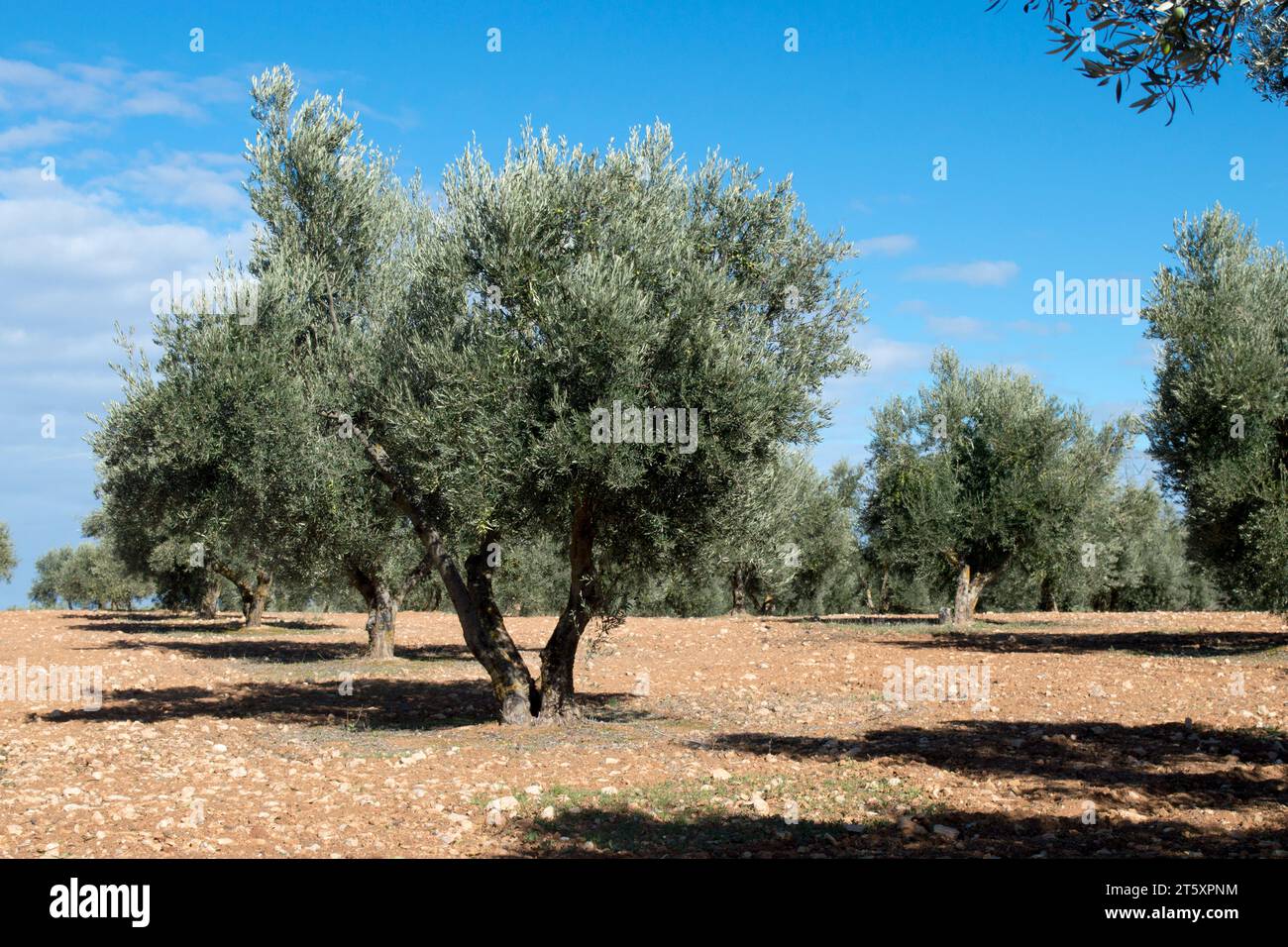 Olivos con aceituna madurando en invierno en olivar español Stock Photo