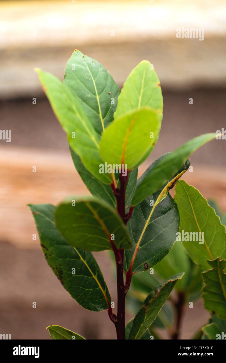 Young laurel plant with branches and green leaves, laurus nobilis, aroma, cooking, aromatherapy, relaxing and purification benefits Stock Photo