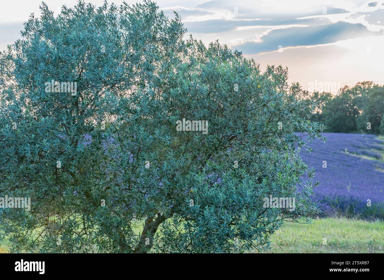 Fields of lavender in bloom on the Valensole plateau, Provence, South of France. Stock Photo