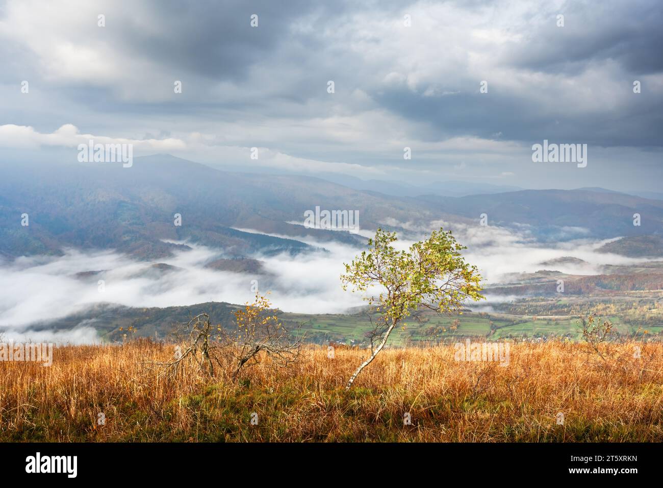 Lonely tree on mountain top hi-res stock photography and images - Alamy