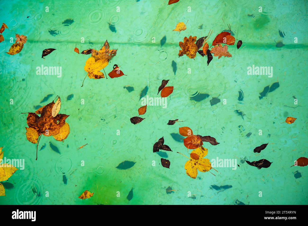 Many autumn color leaf and needle on surface and bottom pool when rains. Abstract natural background. Stock Photo