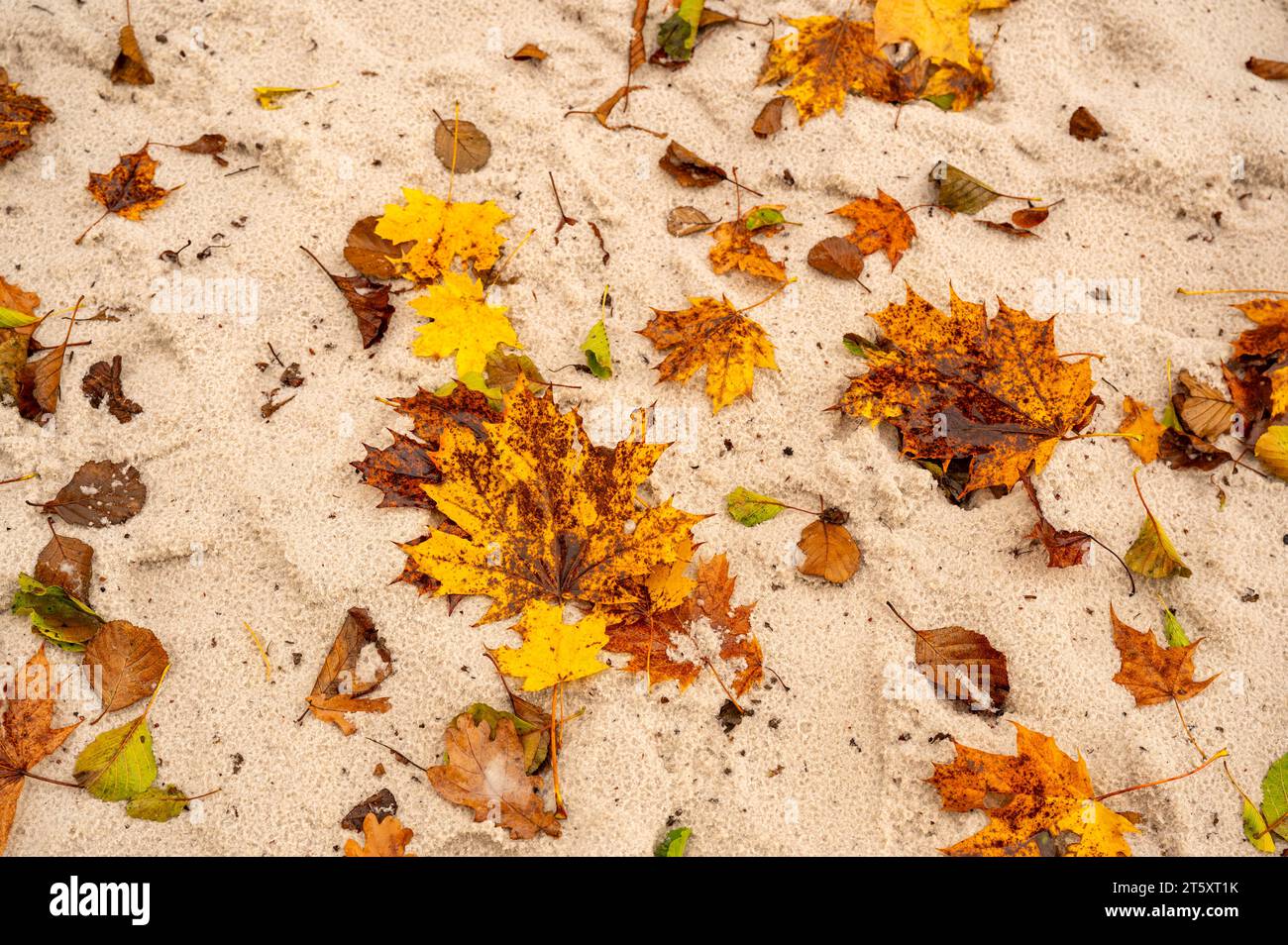 Colorful autumn leaf lying on wet sand. Seamless abstract background. Stock Photo
