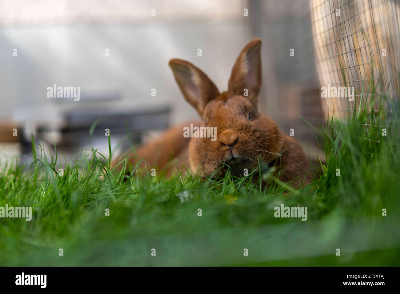 Tierhaltung hi-res stock photography and images - Page 21 - Alamy