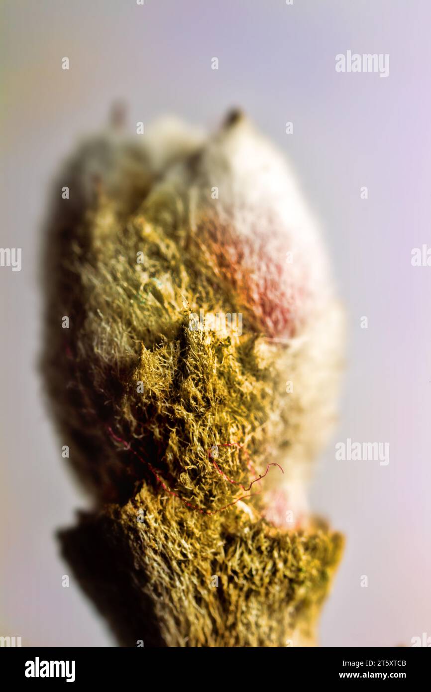 Plant phenology, the alchemy of spring. The woody flower bud (fruit bud) is covered with thick