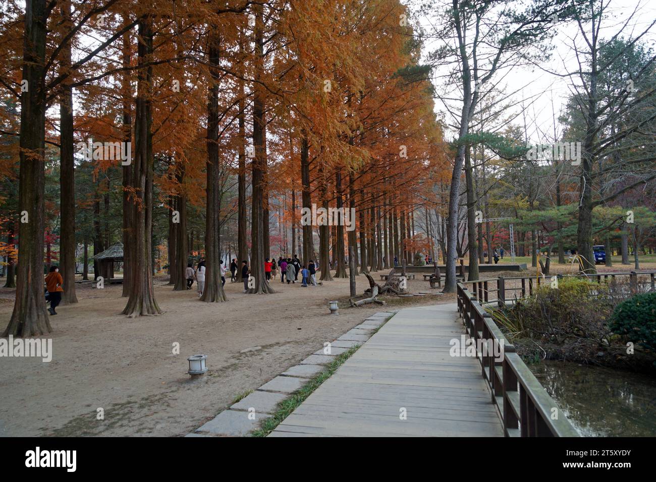 Nami Island, Seoul, South Korea Stock Photo Alamy