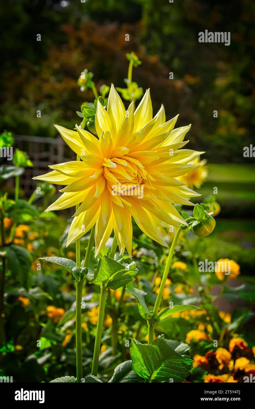 Large yellow vibrant flower, in a garden setting outdoors, with soft background. Stock Photo